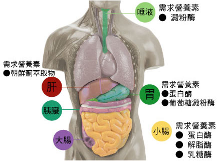 食物不消化原因 消化不良調(diào)理方法