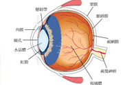 眼前有黑點(diǎn)飄動(dòng)是怎么回事