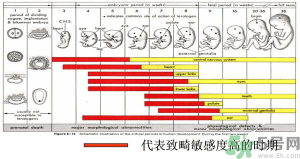 寨卡病毒是不是與基因突變有關(guān)系?