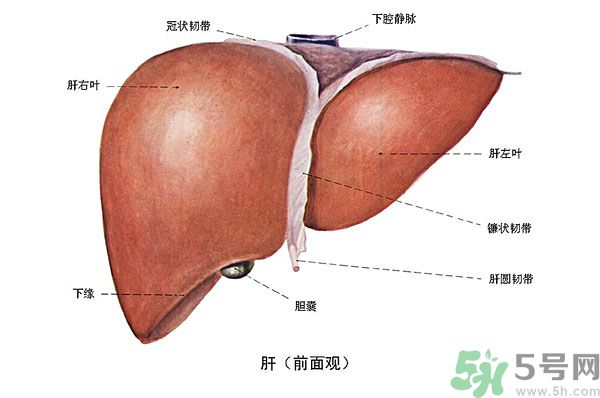 得了脂肪肝該怎么治？脂肪肝對人體危害有多大？