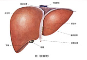 得了脂肪肝該怎么治？脂肪肝對人體危害有多大？