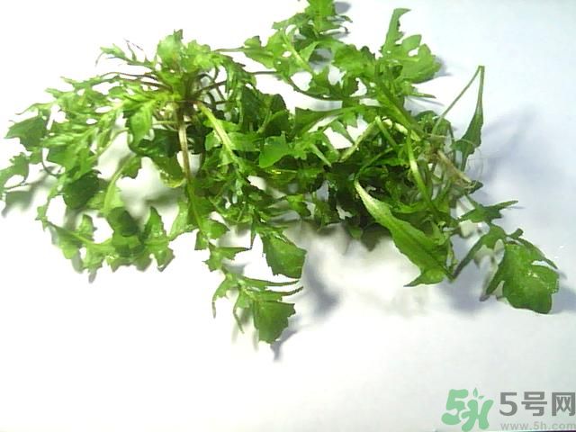 薺菜可以泡水喝嗎？薺菜泡水喝有什么好處？