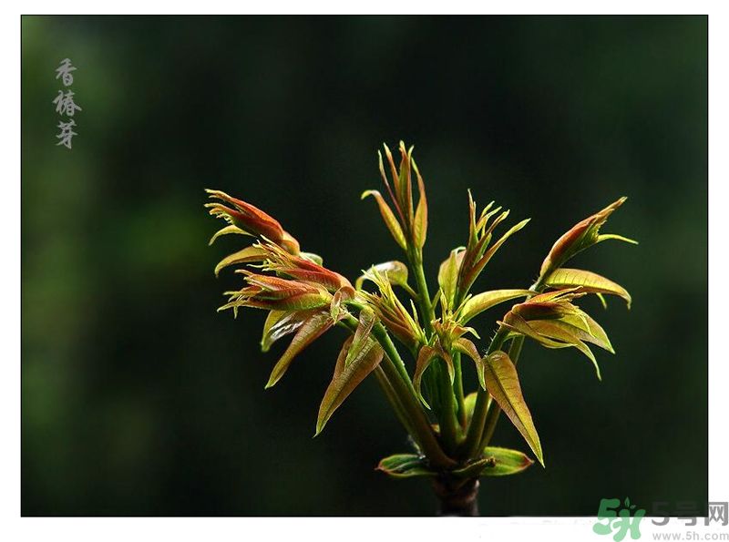 吃香椿有什么好處？香椿可以預(yù)防疾病嗎？