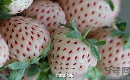 菠蘿莓好吃嗎？菠蘿莓好不好吃？