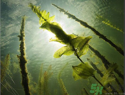 海帶用冷水泡還是熱水泡發(fā)？海帶怎么泡才不會發(fā)硬？