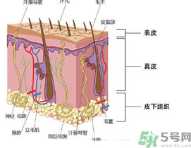 為什么頭發(fā)越來越油？頭發(fā)應(yīng)該幾天洗一次？