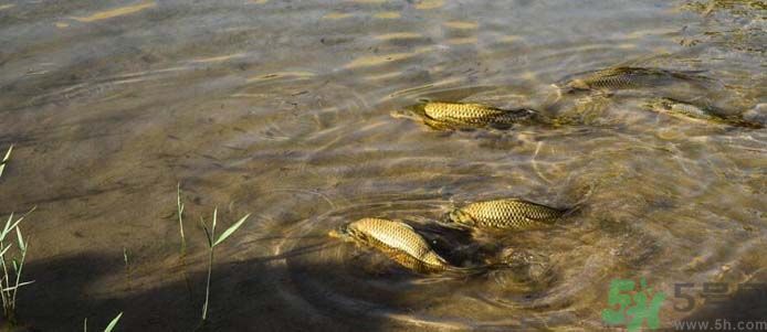 月牙泉再現(xiàn)鐵背魚 什么是鐵背魚？