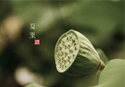 夏至有什么習(xí)俗？夏至吃什么傳統(tǒng)食物？