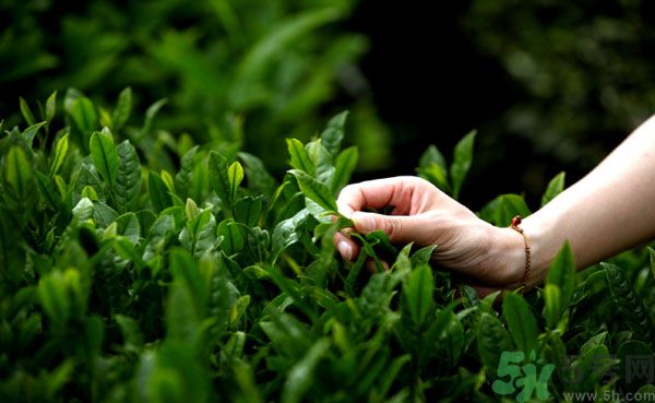 立夏喝什么茶好？立夏不能喝什么茶？