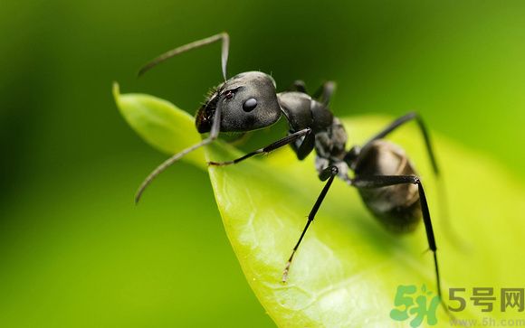 家里有螞蟻怎么辦？驅(qū)除螞蟻的方法是什么？