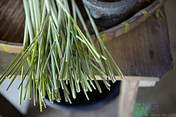 天竺葵有驅(qū)蚊作用嗎？什么植物能驅(qū)蚊子？