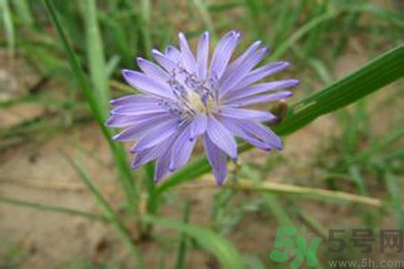 紫花苦菜和黃花苦菜哪個(gè)好