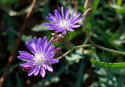 紫花苦菜和黃花苦菜哪個好？紫花苦菜和黃花苦菜有什么區(qū)別？