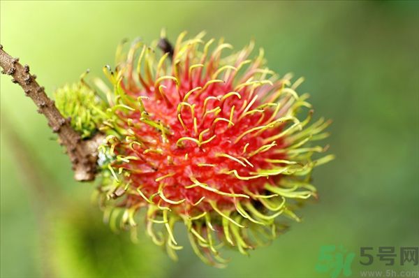 孕婦可以吃紅毛丹嗎？孕婦吃紅毛丹好嗎？