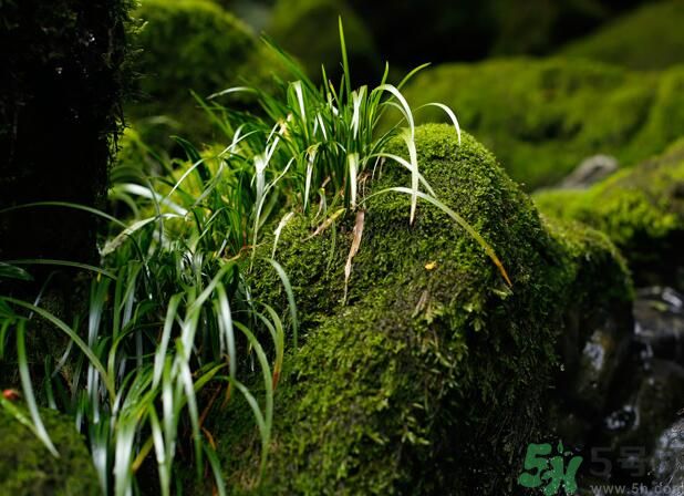 什么樣的菖蒲好？怎樣選購(gòu)菖蒲？