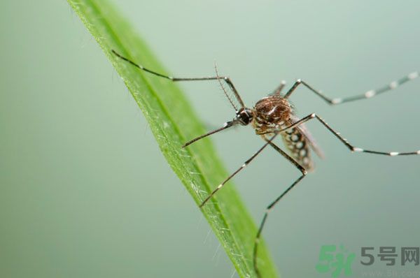 蚊子討厭什么氣味？蚊子討厭什么顏色？