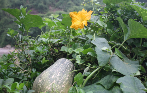 南瓜吃了皮膚會(huì)變黃嗎？吃南瓜對(duì)皮膚有什么影響？