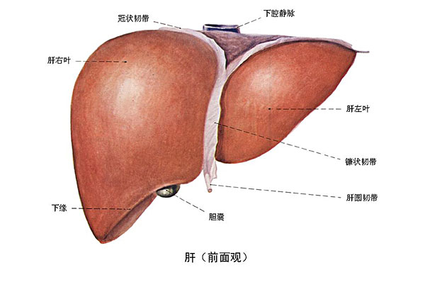 臉上長(zhǎng)痘能吃南瓜嗎？臉上長(zhǎng)痘吃南瓜好不好？