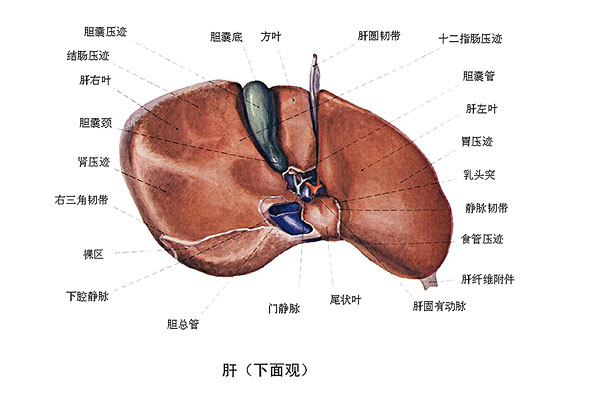 臉上長(zhǎng)痘能吃南瓜嗎？臉上長(zhǎng)痘吃南瓜好不好？