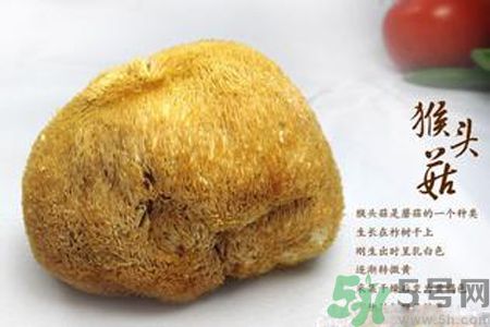 猴頭菇是發(fā)物嗎？猴頭菇是不是發(fā)物？