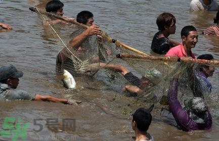 發(fā)洪水怎么抓魚？發(fā)洪水時的抓魚方法