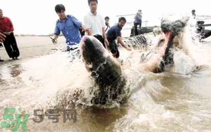 發(fā)洪水怎么抓魚？發(fā)洪水時的抓魚方法