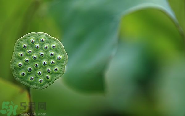 蓮子芯泡茶有什么功效？蓮子心的功效與作用