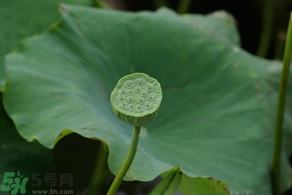 蓮子芯泡茶有什么功效？蓮子心的功效與作用