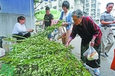 夏天可以用艾草驅(qū)蚊嗎？夏天可不可以用艾草驅(qū)蚊？