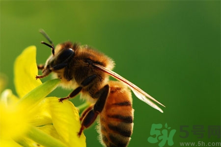 被蜜蜂蟄了怎么辦？被蜜蜂蟄了如何處理？