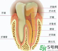 牙齒根管治療多少錢(qián)？根管治療一顆要多少錢(qián)？