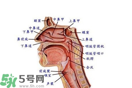 慢性咽炎的發(fā)病因素？慢性咽炎的并發(fā)癥有哪些？