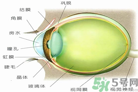 青光眼的治療方法有哪些？青光眼可以哪些藥物治療？