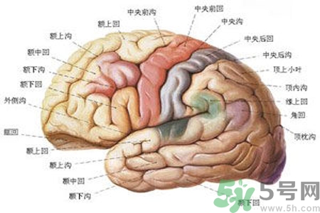 腦出血的治療方法是什么？腦出血可以用哪些藥物治療？