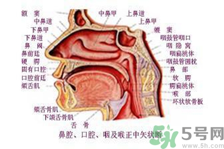 鼻咽癌的日常措施是什么？鼻咽癌注意的飲食有哪些？