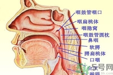 鼻咽癌的日常措施是什么？鼻咽癌注意的飲食有哪些？