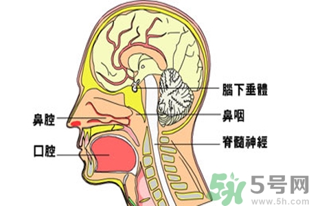 鼻咽癌的治療方法是什么？鼻咽癌可以用什么藥物治療？