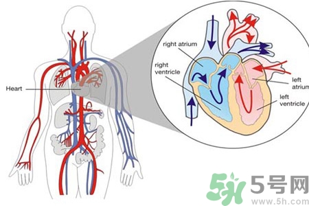 先天性心臟病發(fā)病原因是什么？