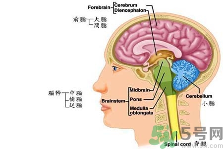 帕金森要注意哪些措施？帕金森的飲食需注意什么？