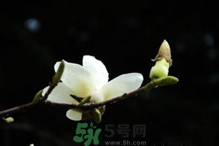 優(yōu)曇花是什么花？優(yōu)曇花現(xiàn)實中有嗎？