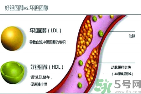 人體中的膽固醇分好壞嗎？如何區(qū)分膽固醇的好壞？