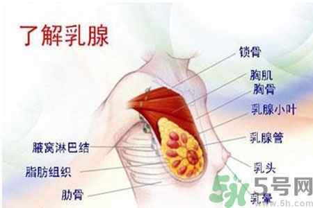 乳頭為什么會(huì)疼痛？乳頭疼痛怎么辦？