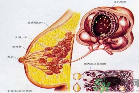 乳腺增生可以懷孕嗎？如何預(yù)防乳腺增生？