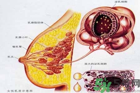 乳腺增生治療方法是什么？乳腺增生的檢查方法有哪些？