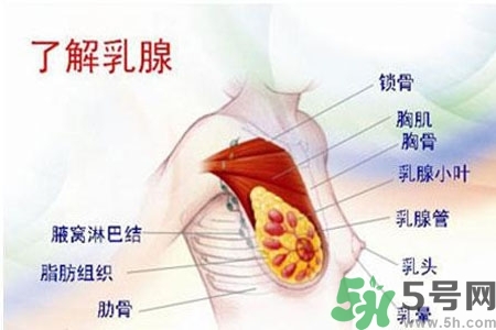 乳房上有硬塊怎么辦？乳房有硬塊的病因是什么？