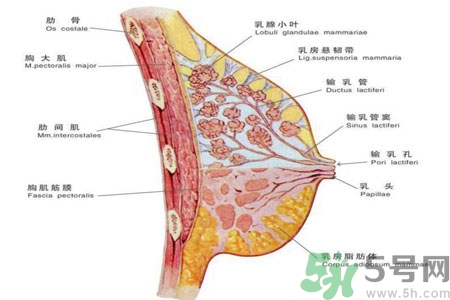 胸部二次發(fā)育是怎么回事？吃什么可以讓胸部二次發(fā)育？