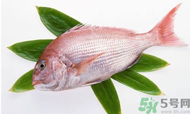 吃魚眼睛對眼睛有好處嗎？吃什么魚對眼睛好？