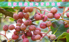 花椒籽能泡腳嗎 花椒籽泡腳有什么好處