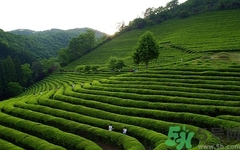 火龍果和茶一起喝嗎?火龍果和茶一起喝會(huì)怎么樣