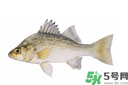 秋季適合吃什么魚？秋季吃魚的好處？